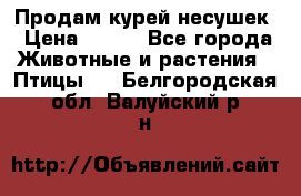 Продам курей несушек › Цена ­ 350 - Все города Животные и растения » Птицы   . Белгородская обл.,Валуйский р-н
